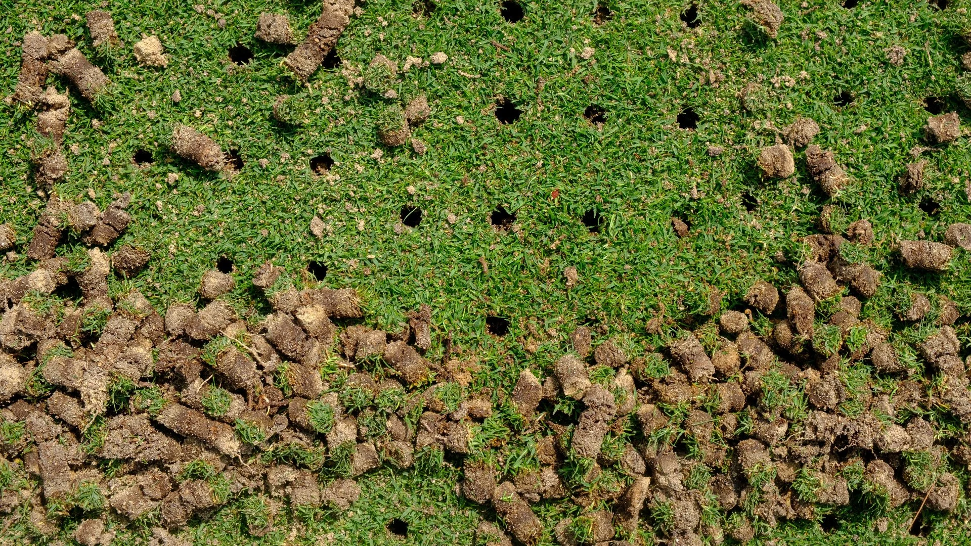 Have Your Lawn Aerated in the Spring to Set It up for Long-Term Success
