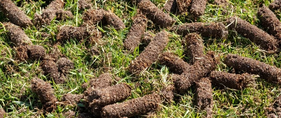 Lawn in New Braunfels, TX, with aeration plugs.