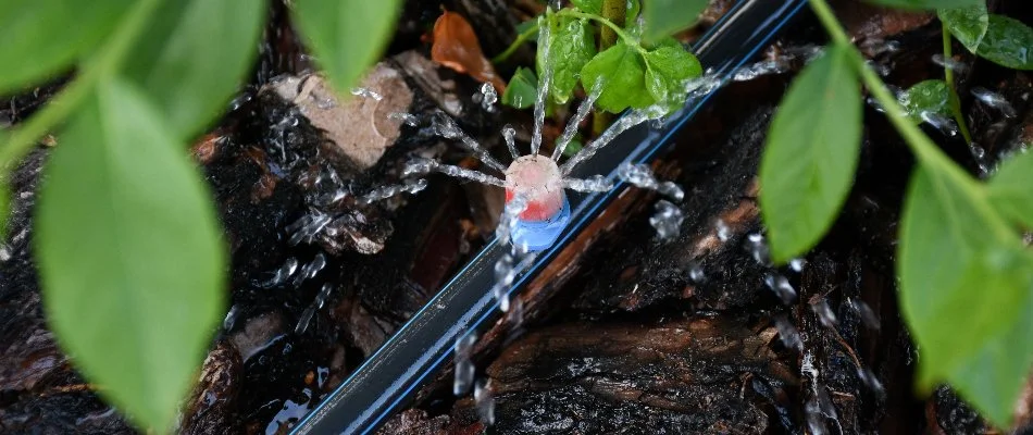 Drip irrigation emitter in New Braunfels, TX, releasing water.
