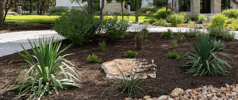 Green plants on a mulched landscape bed in New Braunfels, TX.