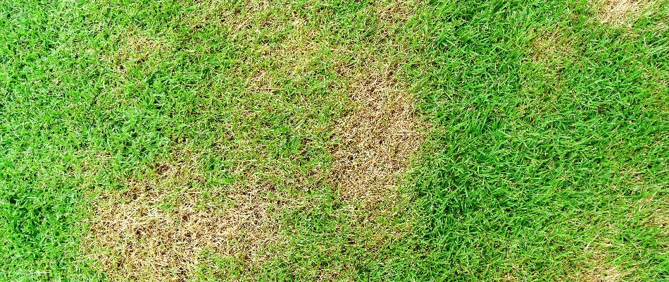 Lawn in New Braunfels, TX, affected by brown patch disease.