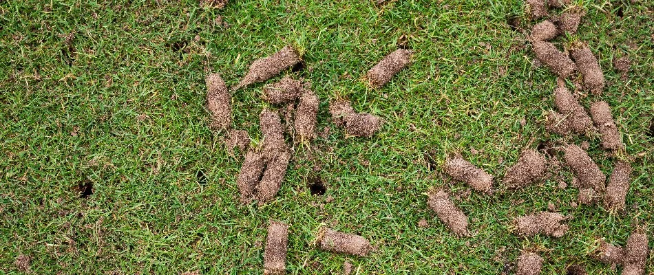 Lawn in New Braunfels, TX, with aeration soil plugs.