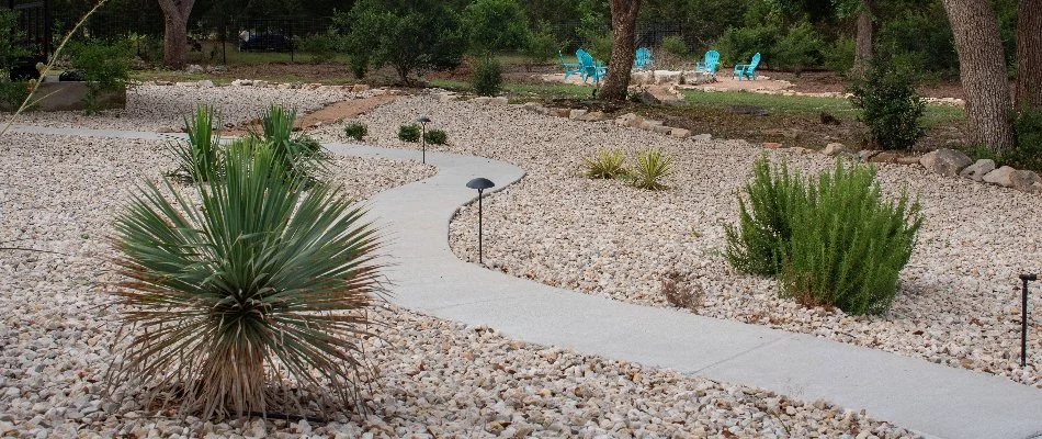 Yucca plants on a rock landscape in New Braunfels, TX.