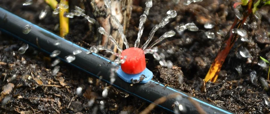 Drip irrigation emitter on a landscape in Canyon Lake, TX.