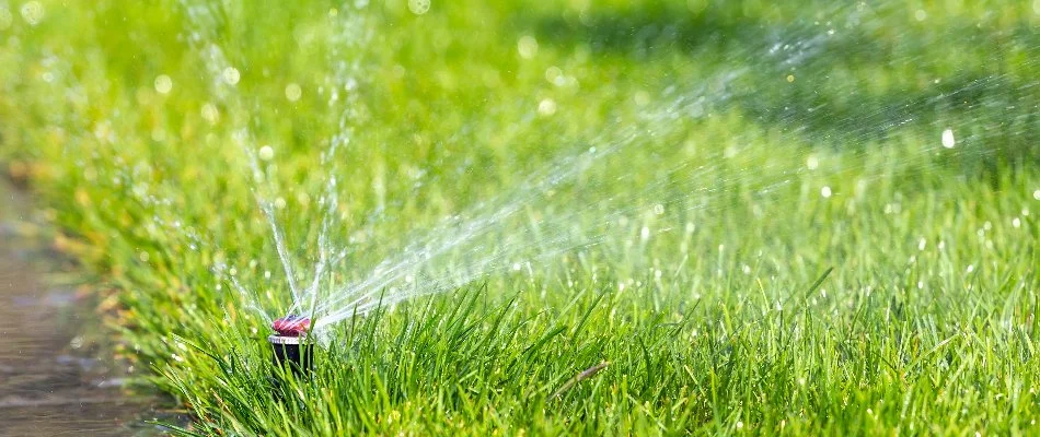Lawn in Gruene, TX, with irrigation sprinkler head.