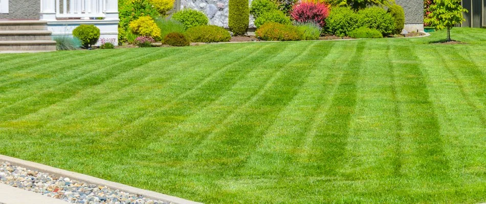 Mowing patterns on grass in New Braunfels, TX.