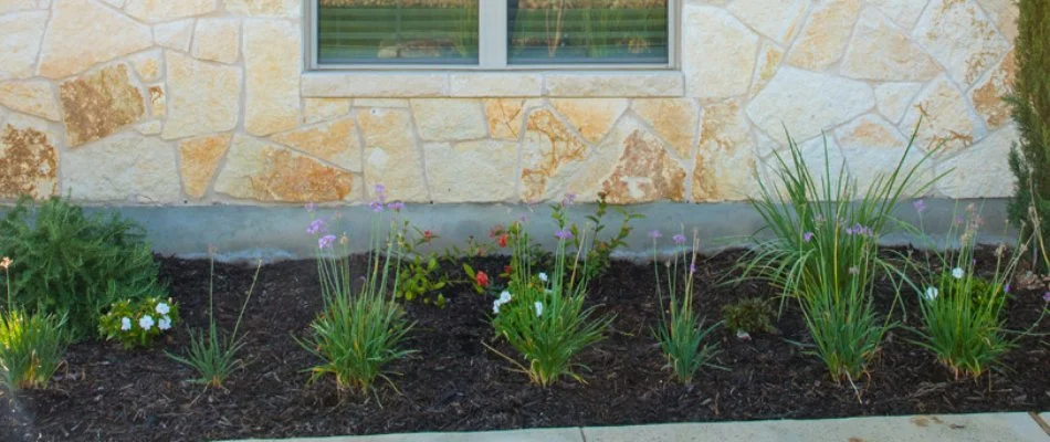 Mulch and flowers in a landscape bed in New Braunfels, TX.