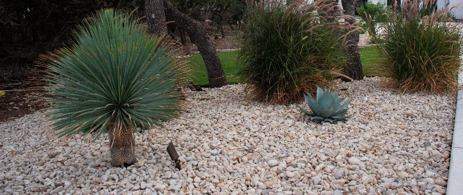 Plants on a rock landscape in New Braunfels, TX.