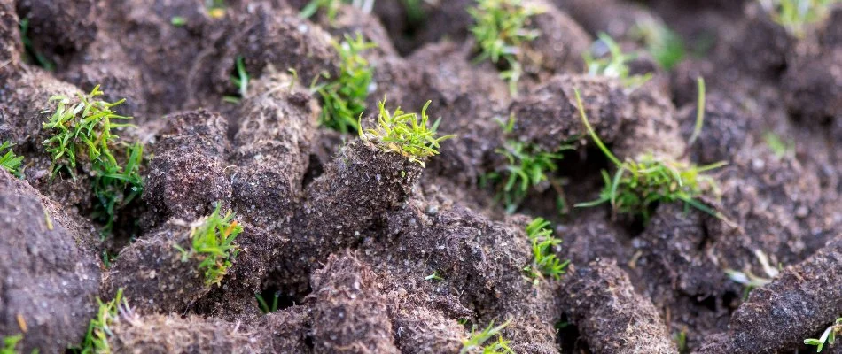 Soil plugs from aerating a lawn in New Braunfels, TX.