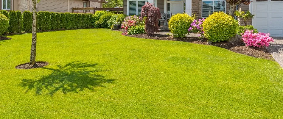 Thick, healthy grass with shrubs and flowers in Garden Ridge, TX.
