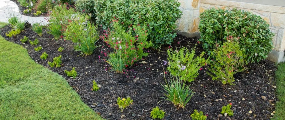 Weed-free landscape bed in New Braunfels, TX, with plants.